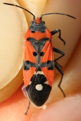 Lygaeus simulans