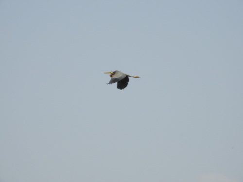 Purple Heron