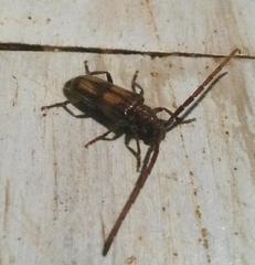 Crinarnoldius maculatus