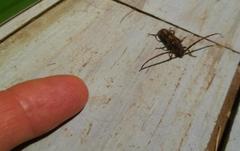 Crinarnoldius maculatus