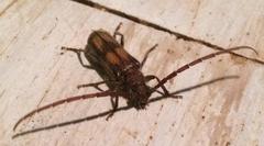 Crinarnoldius maculatus