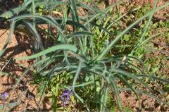 Gethyllis gregoriana