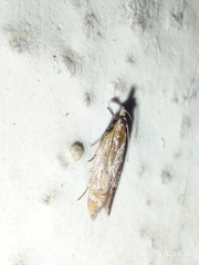 Gelechioidea