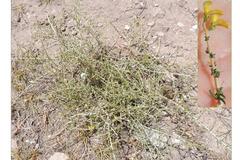 Aspalathus acuminata acuminata