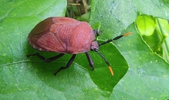 Coridius