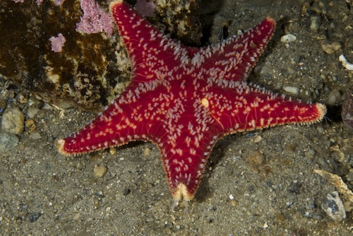 Porania pulvillus