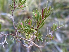 Darwinia biflora