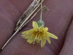 Malacothrix glabrata