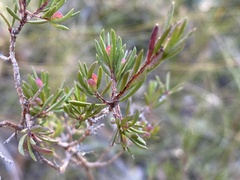 Darwinia biflora