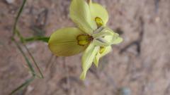 Moraea bipartita