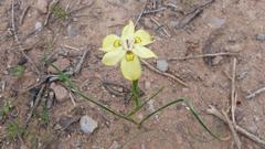 Moraea bipartita