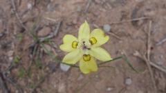 Moraea bipartita