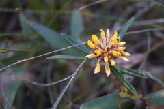 Pultenaea rosmarinifolia