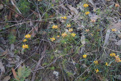 Pultenaea rosmarinifolia