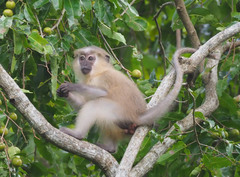 Cercocebus galeritus