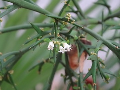 Colletia