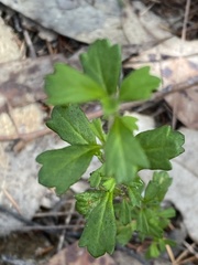 Xanthosia tridentata