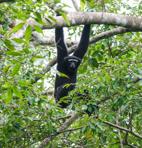 Western Hoolock Gibbon