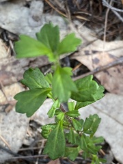 Xanthosia tridentata