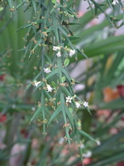 Colletia