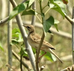 Anthus godlewskii
