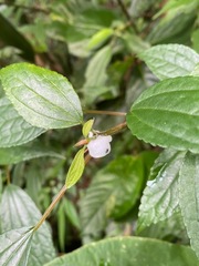 Oreocnide