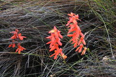 Disa cardinalis