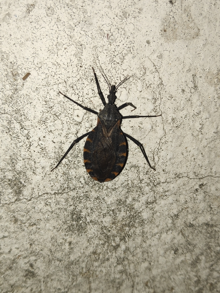 Triatoma gerstaeckeri
