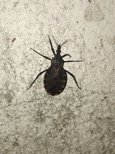 Triatoma gerstaeckeri