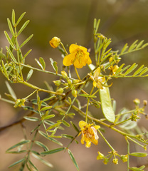 Senna glutinosa