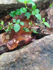 Pseudophilautus kani