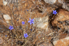 Wahlenbergia queenslandica
