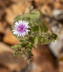 Streptoglossa decurrens