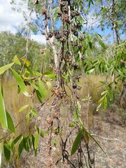 Asteromyrtus symphyocarpa