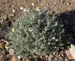 Anemocarpa saxatilis