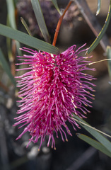 Hakea grammatophylla