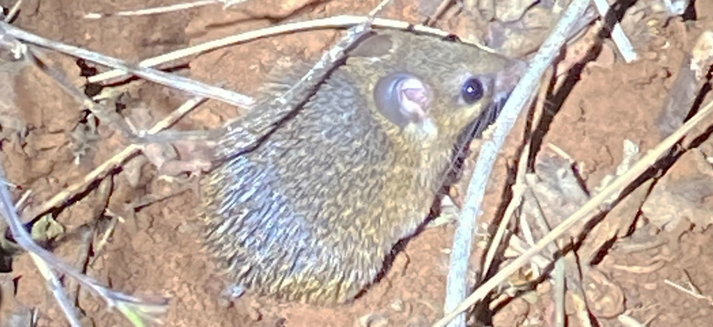 Wilson's Spiny Mouse