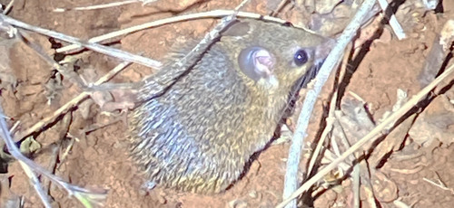 Wilson's Spiny Mouse (Acomys wilsoni) — Least Concern Mammalia