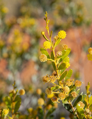 Acacia melleodora