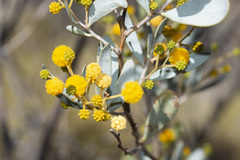 Acacia ayersiana