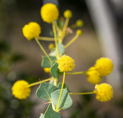 Acacia strongylophylla