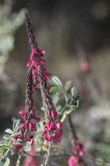Indigofera basedowii
