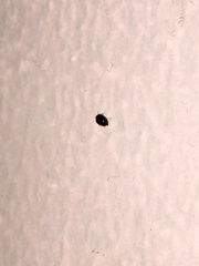 Coccinellidae