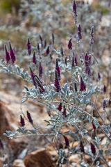 Indigofera basedowii
