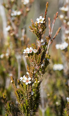 Thryptomene