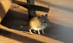 Galegeeska rufescens