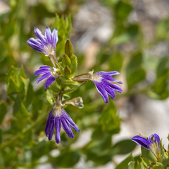 Scaevola glabrata