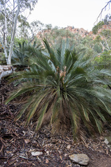 Macrozamia macdonnellii