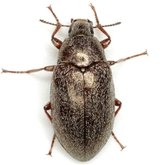 Pechalius subvittatus