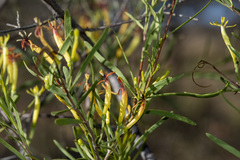 Dendrophthoe odontocalyx